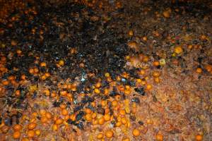 Pile of rotten mandarins - Captured at Peter Loffel's Secret Horse Depot, Mooroopna VIC Australia.