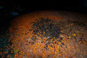 Pile of rotten mandarins - Captured at Peter Loffel's Secret Horse Depot, Mooroopna VIC Australia.