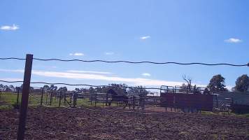 Unloading horses at illegal knackery - Standardbred horses unloaded at illegal knackery - Captured at Peter Loffel's Illegal Knackery, Mooroopna VIC Australia.