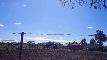 Unloading horses at illegal knackery - Standardbred horses unloaded at illegal knackery - Captured at Peter Loffel's Illegal Knackery, Mooroopna VIC Australia.