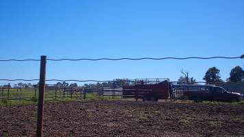 Unloading horses at illegal knackery - Standardbred horses unloaded at illegal knackery - Captured at Peter Loffel's Illegal Knackery, Mooroopna VIC Australia.