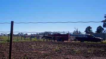 Unloading horses at illegal knackery - Standardbred horses unloaded at illegal knackery - Captured at Peter Loffel's Illegal Knackery, Mooroopna VIC Australia.