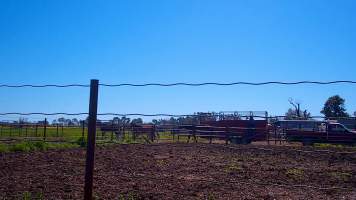 Unloading horses at illegal knackery - Standardbred horses unloaded at illegal knackery - Captured at Peter Loffel's Illegal Knackery, Mooroopna VIC Australia.