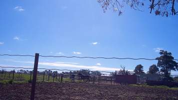 Unloading horses at illegal knackery - Standardbred horses unloaded at illegal knackery - Captured at Peter Loffel's Illegal Knackery, Mooroopna VIC Australia.