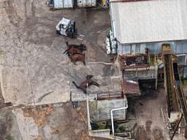 Dead horses at knackery - Goulburn Valley stock removers owned by horse dealer Peter Loffel. Horses killed illegally at his property will be taken to the knackery and processed into pet food. The knackery also processes the bodies of cows, often dairy cows who are pregnant when they arrive. - Captured at Goulburn Valley Stock Removers, Shepparton North VIC Australia.