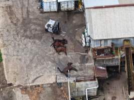 Dead horses at knackery - Goulburn Valley stock removers owned by horse dealer Peter Loffel. Horses killed illegally at his property will be taken to the knackery and processed into pet food. The knackery also processes the bodies of cows, often dairy cows who are pregnant when they arrive. - Captured at Goulburn Valley Stock Removers, Shepparton North VIC Australia.