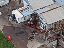 Dead horse and dead cows at knackery - Goulburn Valley stock removers owned by horse dealer Peter Loffel. Horses killed illegally at his property will be taken to the knackery and processed into pet food. The knackery also processes the bodies of cows, often dairy cows who are pregnant when they arrive. - Captured at Goulburn Valley Stock Removers, Shepparton North VIC Australia.