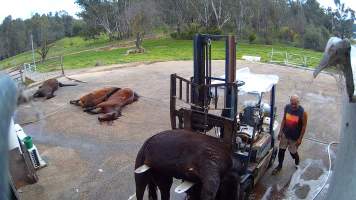 Dead horse on forklift - Screenshots taken from hidden cameras installed at Goulburn Valley Knackery, owned by Peter Loffel. The knackery processes cows and horses into pet food. - Captured at Goulburn Valley Stock Removers, Shepparton North VIC Australia.