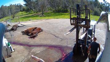 Dead horses at knackery - Screenshots taken from hidden cameras installed at Goulburn Valley Knackery, owned by Peter Loffel. The knackery processes cows and horses into pet food. - Captured at Goulburn Valley Stock Removers, Shepparton North VIC Australia.