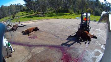 Dead horse on forklift - Screenshots taken from hidden cameras installed at Goulburn Valley Knackery, owned by Peter Loffel. The knackery processes cows and horses into pet food. - Captured at Goulburn Valley Stock Removers, Shepparton North VIC Australia.