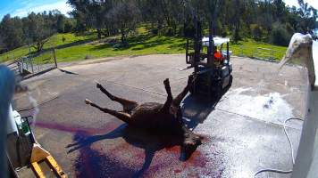 Dead horse at knackery - Screenshots taken from hidden cameras installed at Goulburn Valley Knackery, owned by Peter Loffel. The knackery processes cows and horses into pet food. - Captured at Goulburn Valley Stock Removers, Shepparton North VIC Australia.