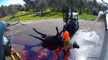 Decapitated horse at knackery - Screenshots taken from hidden cameras installed at Goulburn Valley Knackery, owned by Peter Loffel. The knackery processes cows and horses into pet food. - Captured at Goulburn Valley Stock Removers, Shepparton North VIC Australia.