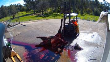 Decapitated horse at knackery - Euthanised horses are 'quartered' and broken down to be sent to the rendering plant. - Captured at Goulburn Valley Stock Removers, Shepparton North VIC Australia.