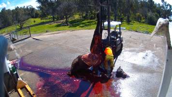 Decapitated horse at knackery - Euthanised horses are 'quartered' and broken down to be sent to the rendering plant. - Captured at Goulburn Valley Stock Removers, Shepparton North VIC Australia.