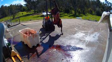 Euthanised horse at knackery - Euthanised horses are 'quartered' and broken down to be sent to the rendering plant. - Captured at Goulburn Valley Stock Removers, Shepparton North VIC Australia.