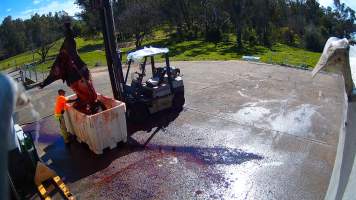 Euthanised horse at knackery - Euthanised horses are 'quartered' and broken down to be sent to the rendering plant. - Captured at Goulburn Valley Stock Removers, Shepparton North VIC Australia.
