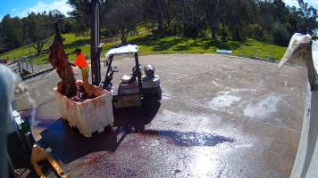 Euthanised horse at knackery - Euthanised horses are 'quartered' and broken down to be sent to the rendering plant. - Captured at Goulburn Valley Stock Removers, Shepparton North VIC Australia.