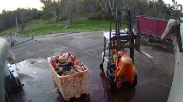 Offal bin - Screenshots taken from hidden cameras installed at Goulburn Valley Knackery, owned by Peter Loffel. The knackery processes cows and horses into pet food. - Captured at Goulburn Valley Stock Removers, Shepparton North VIC Australia.