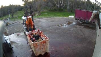 Offal bin - Screenshots taken from hidden cameras installed at Goulburn Valley Knackery, owned by Peter Loffel. The knackery processes cows and horses into pet food. - Captured at Goulburn Valley Stock Removers, Shepparton North VIC Australia.