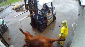 Cows at knackery - Screenshots taken from hidden cameras installed at Goulburn Valley Knackery, owned by Peter Loffel. The knackery processes cows and horses into pet food. - Captured at Goulburn Valley Stock Removers, Shepparton North VIC Australia.
