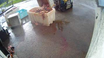 Offal bins - Screenshots taken from hidden cameras installed at Goulburn Valley Knackery, owned by Peter Loffel. The knackery processes cows and horses into pet food. - Captured at Goulburn Valley Stock Removers, Shepparton North VIC Australia.