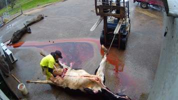 Dead dairy cow - Screenshots taken from hidden cameras installed at Goulburn Valley Knackery, owned by Peter Loffel. The knackery processes cows and horses into pet food. - Captured at Goulburn Valley Stock Removers, Shepparton North VIC Australia.