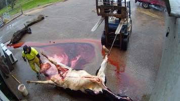 Removing udder from dead dairy cow - Screenshots taken from hidden cameras installed at Goulburn Valley Knackery, owned by Peter Loffel. The knackery processes cows and horses into pet food. - Captured at Goulburn Valley Stock Removers, Shepparton North VIC Australia.