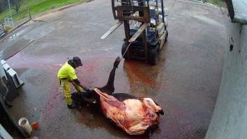 Cutting up dead cow - Screenshots taken from hidden cameras installed at Goulburn Valley Knackery, owned by Peter Loffel. The knackery processes cows and horses into pet food. - Captured at Goulburn Valley Stock Removers, Shepparton North VIC Australia.