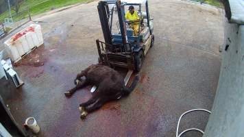 Dead horse on forklift - Screenshots taken from hidden cameras installed at Goulburn Valley Knackery, owned by Peter Loffel. The knackery processes cows and horses into pet food. - Captured at Goulburn Valley Stock Removers, Shepparton North VIC Australia.