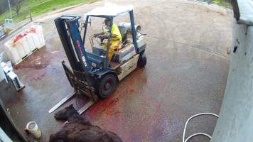 Dead horse on forklift - Screenshots taken from hidden cameras installed at Goulburn Valley Knackery, owned by Peter Loffel. The knackery processes cows and horses into pet food. - Captured at Goulburn Valley Stock Removers, Shepparton North VIC Australia.