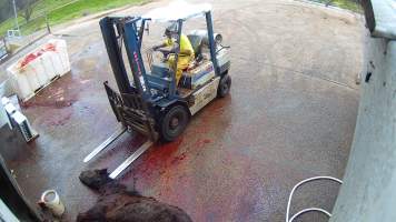 Dead horse on forklift - Screenshots taken from hidden cameras installed at Goulburn Valley Knackery, owned by Peter Loffel. The knackery processes cows and horses into pet food. - Captured at Goulburn Valley Stock Removers, Shepparton North VIC Australia.
