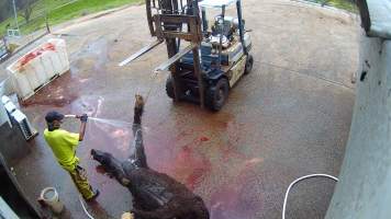Hosing down dead horse - Screenshots taken from hidden cameras installed at Goulburn Valley Knackery, owned by Peter Loffel. The knackery processes cows and horses into pet food. - Captured at Goulburn Valley Stock Removers, Shepparton North VIC Australia.