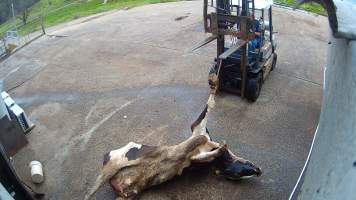 Dead cow dragged by forklift - Screenshots taken from hidden cameras installed at Goulburn Valley Knackery, owned by Peter Loffel. The knackery processes cows and horses into pet food. - Captured at Goulburn Valley Stock Removers, Shepparton North VIC Australia.
