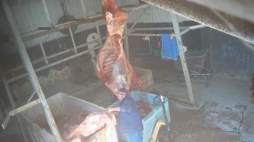 Carcass in processing room - Screenshots taken from hidden cameras installed at Goulburn Valley Knackery, owned by Peter Loffel. The knackery processes cows and horses into pet food. - Captured at Goulburn Valley Stock Removers, Shepparton North VIC Australia.