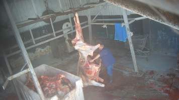 Carcass in processing room - Screenshots taken from hidden cameras installed at Goulburn Valley Knackery, owned by Peter Loffel. The knackery processes cows and horses into pet food. - Captured at Goulburn Valley Stock Removers, Shepparton North VIC Australia.