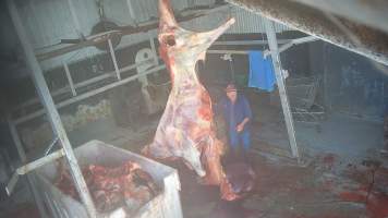 Carcass in processing room - Screenshots taken from hidden cameras installed at Goulburn Valley Knackery, owned by Peter Loffel. The knackery processes cows and horses into pet food. - Captured at Goulburn Valley Stock Removers, Shepparton North VIC Australia.