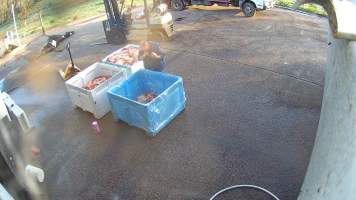 Sniffing meat - Screenshots taken from hidden cameras installed at Goulburn Valley Knackery, owned by Peter Loffel. The knackery processes cows and horses into pet food. - Captured at Goulburn Valley Stock Removers, Shepparton North VIC Australia.