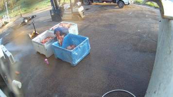 Sniffing meat - Screenshots taken from hidden cameras installed at Goulburn Valley Knackery, owned by Peter Loffel. The knackery processes cows and horses into pet food. - Captured at Goulburn Valley Stock Removers, Shepparton North VIC Australia.
