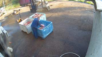 Pouring unknown white powder on pet meat - Screenshots taken from hidden cameras installed at Goulburn Valley Knackery, owned by Peter Loffel. The knackery processes cows and horses into pet food. - Captured at Goulburn Valley Stock Removers, Shepparton North VIC Australia.