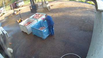 Pouring unknown white powder on pet meat - Screenshots taken from hidden cameras installed at Goulburn Valley Knackery, owned by Peter Loffel. The knackery processes cows and horses into pet food. - Captured at Goulburn Valley Stock Removers, Shepparton North VIC Australia.