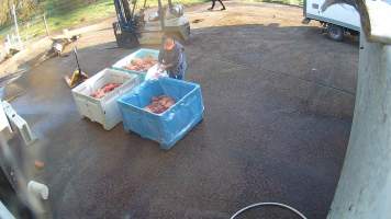 Pouring unknown white powder on pet meat - Screenshots taken from hidden cameras installed at Goulburn Valley Knackery, owned by Peter Loffel. The knackery processes cows and horses into pet food. - Captured at Goulburn Valley Stock Removers, Shepparton North VIC Australia.