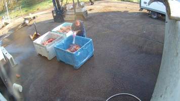 Pouring unknown white powder on pet meat - Screenshots taken from hidden cameras installed at Goulburn Valley Knackery, owned by Peter Loffel. The knackery processes cows and horses into pet food. - Captured at Goulburn Valley Stock Removers, Shepparton North VIC Australia.