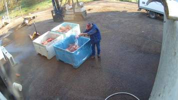 Pouring unknown white powder on pet meat - Screenshots taken from hidden cameras installed at Goulburn Valley Knackery, owned by Peter Loffel. The knackery processes cows and horses into pet food. - Captured at Goulburn Valley Stock Removers, Shepparton North VIC Australia.