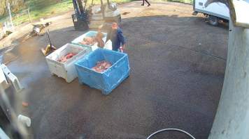 Handling pet meat without gloves - Screenshots taken from hidden cameras installed at Goulburn Valley Knackery, owned by Peter Loffel. The knackery processes cows and horses into pet food. - Captured at Goulburn Valley Stock Removers, Shepparton North VIC Australia.