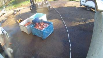 Sniffing pet meat - Screenshots taken from hidden cameras installed at Goulburn Valley Knackery, owned by Peter Loffel. The knackery processes cows and horses into pet food. - Captured at Goulburn Valley Stock Removers, Shepparton North VIC Australia.