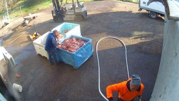 Sniffing pet meat - Screenshots taken from hidden cameras installed at Goulburn Valley Knackery, owned by Peter Loffel. The knackery processes cows and horses into pet food. - Captured at Goulburn Valley Stock Removers, Shepparton North VIC Australia.