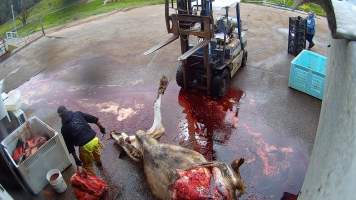 Removing udder from dead cow - Screenshots taken from hidden cameras installed at Goulburn Valley Knackery, owned by Peter Loffel. The knackery processes cows and horses into pet food. - Captured at Goulburn Valley Stock Removers, Shepparton North VIC Australia.