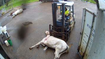 Grey horse at knackery - Screenshots taken from hidden cameras installed at Goulburn Valley Knackery, owned by Peter Loffel. The knackery processes cows and horses into pet food. - Captured at Goulburn Valley Stock Removers, Shepparton North VIC Australia.