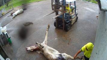 Grey horse at knackery - Screenshots taken from hidden cameras installed at Goulburn Valley Knackery, owned by Peter Loffel. The knackery processes cows and horses into pet food. - Captured at Goulburn Valley Stock Removers, Shepparton North VIC Australia.