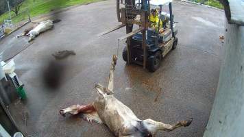 Grey horse at knackery - Screenshots taken from hidden cameras installed at Goulburn Valley Knackery, owned by Peter Loffel. The knackery processes cows and horses into pet food. - Captured at Goulburn Valley Stock Removers, Shepparton North VIC Australia.